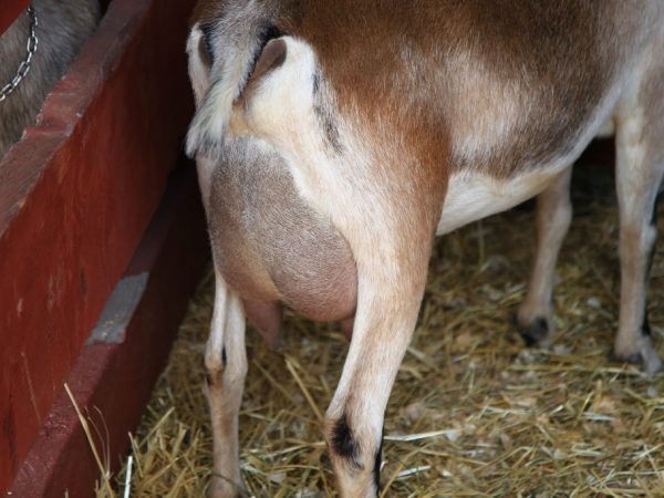 Ang kambing ay hiwalay sa iba