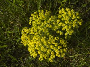 Spurge ng Cypress