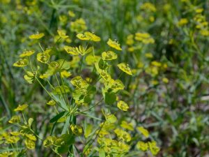 Kuwentong Euphorbia Rod