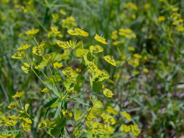 Kuwentong Euphorbia Rod