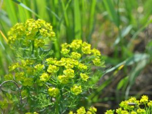 Pag-agos ng perennial garden