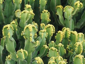 Resap ng Euphorbia