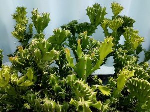 Triangular ng Euphorbia