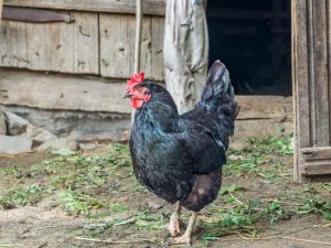 Itim na lahi ng manok ng Moscow