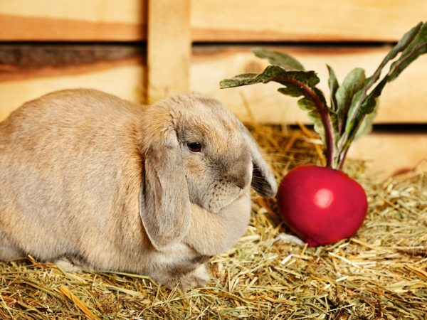 Posible bang bigyan ang mga rabbit bit at ang kanilang mga tuktok