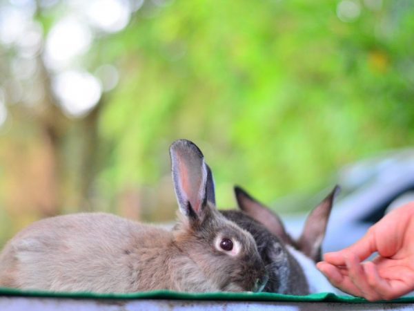 Les pommes de terre aident les lapins à prendre du poids