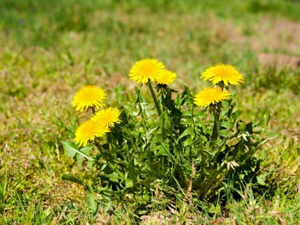 Mga benepisyo ng Dandelion