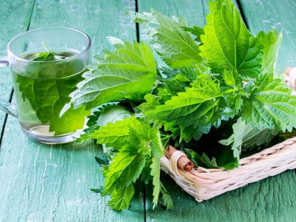 Mabuti ba ang nettle para sa mga kuneho?