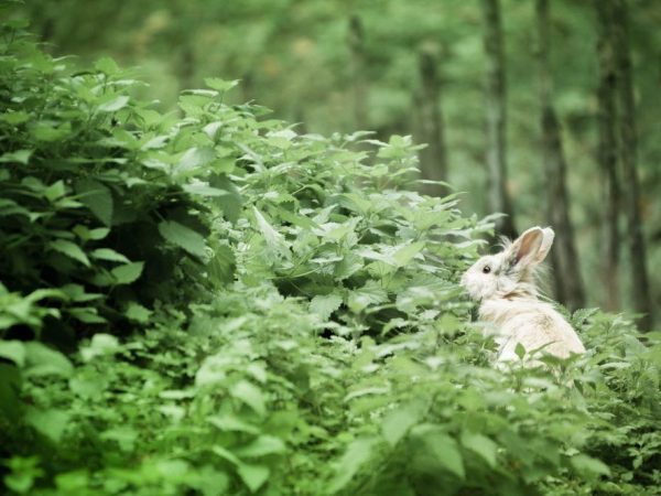 Itinataguyod ng nettle ang paglaki at pag-unlad ng mga rabbits