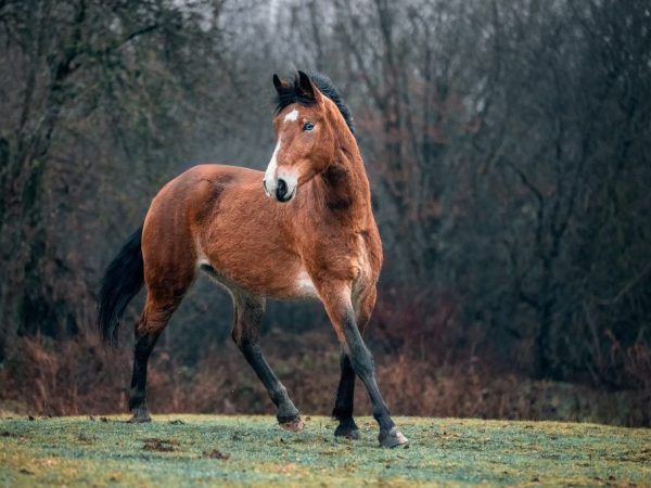 Mustang