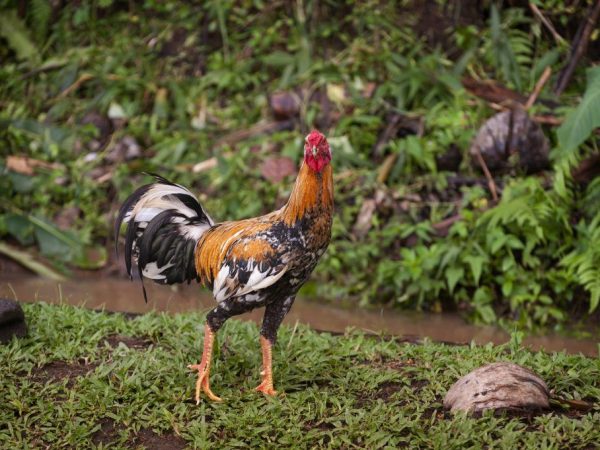 Ilan ang manok dapat mayroong isang tandang