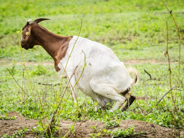 Hindi bihira na ang isang kambing ay nangangailangan ng tulong.