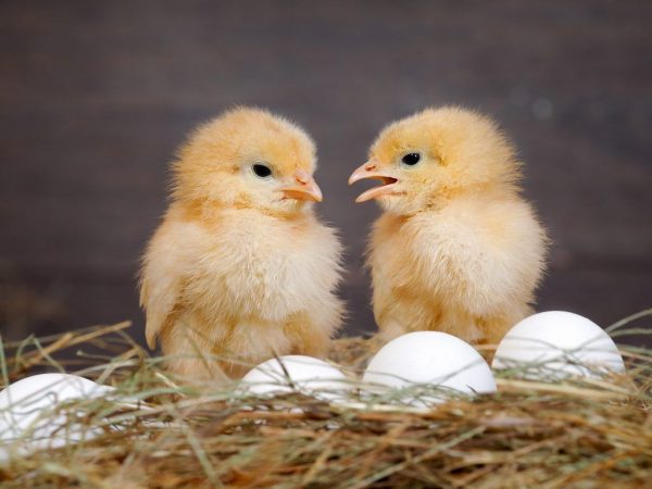 Nangitlog ba ang mga manok na broiler?