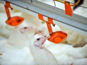 Abreuvoirs à tétines pour poulets