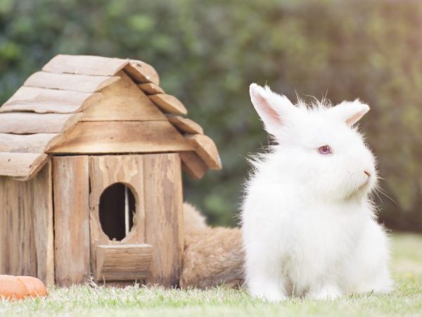 New Zealand White Rabbit