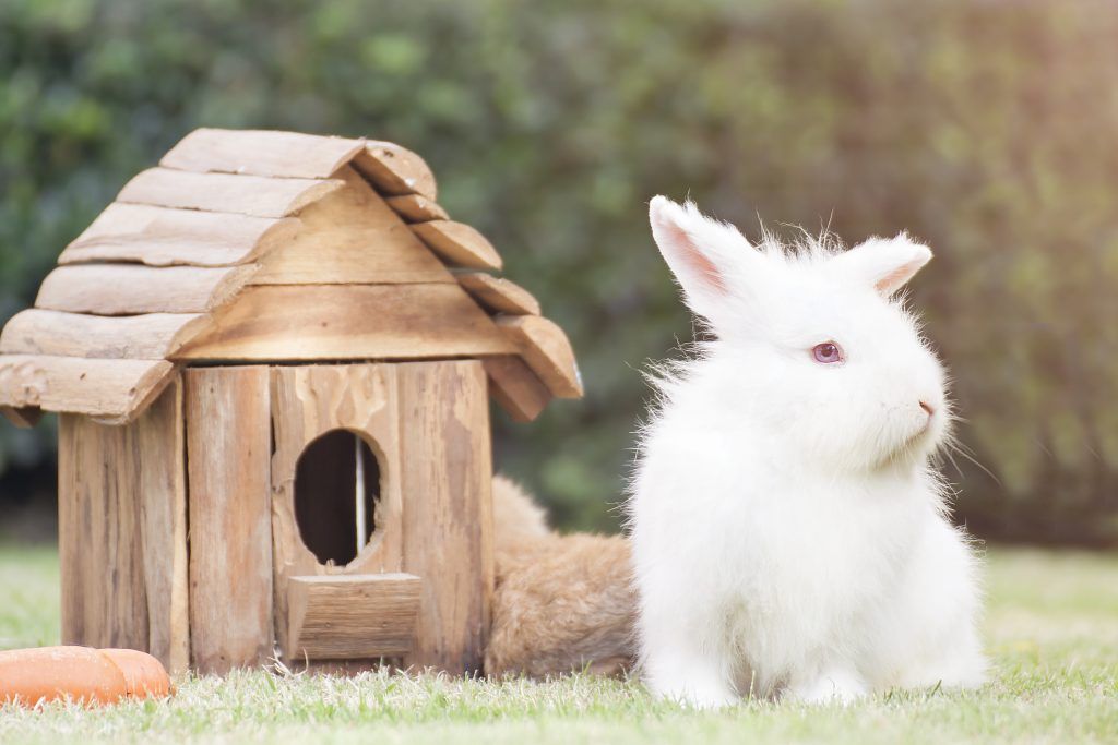 New Zealand White Rabbit