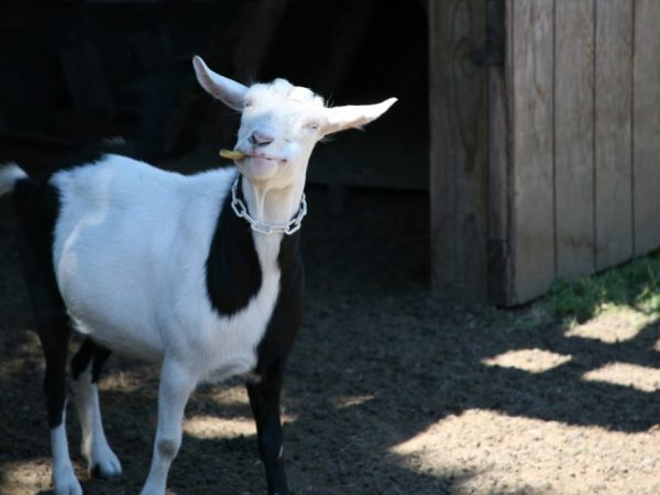 Nakakasira na kambing