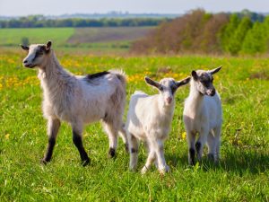 Kambing kambing sa bahay