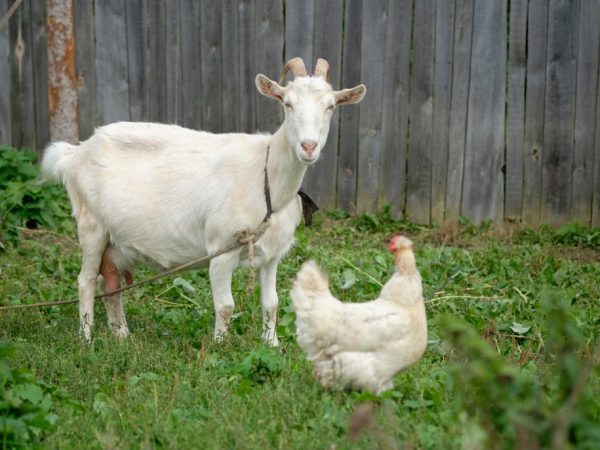 Ang ugali ng isang buntis na kambing ay iba