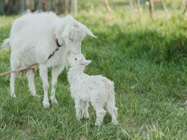 Kailangan ng bata ng gatas ng ina