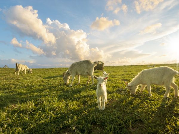 Ang kambing at mga bata ay nangangailangan ng labis na pangangalaga