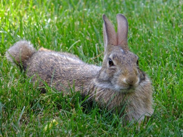 Fattening rabbits para sa karne