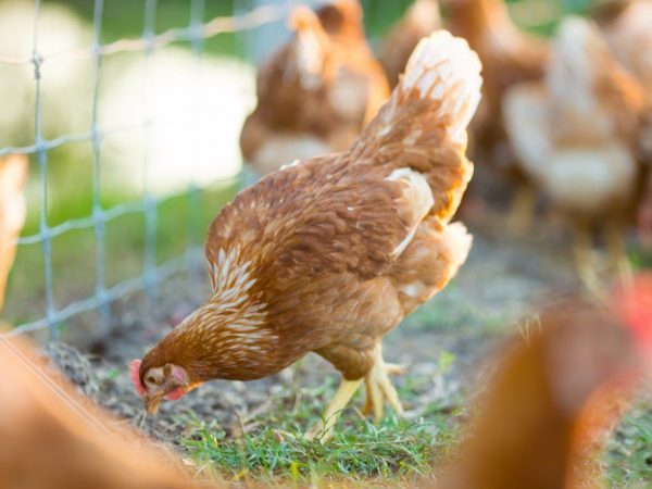 Pasteurellosis sa manok