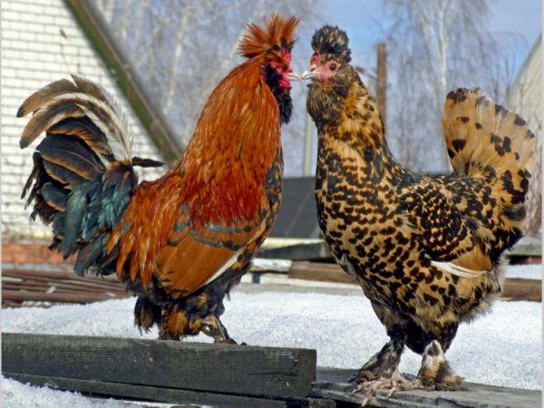 Mga manok ng lahi ng Pavlovsk