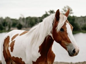 Kabayo ng Piebald