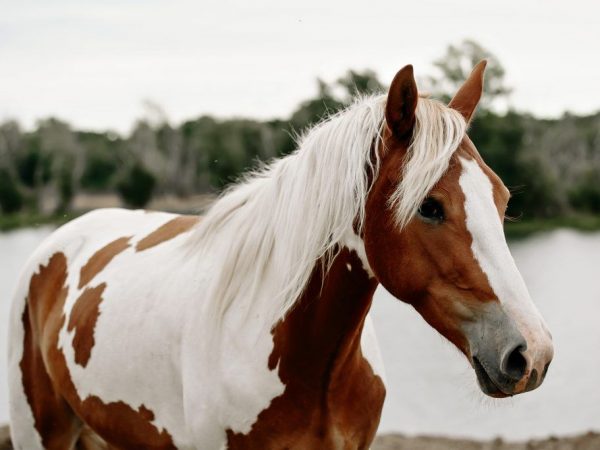 Piebald ló