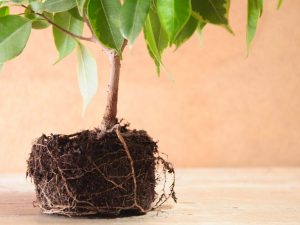 Ficus Benjamin transplant sa bahay