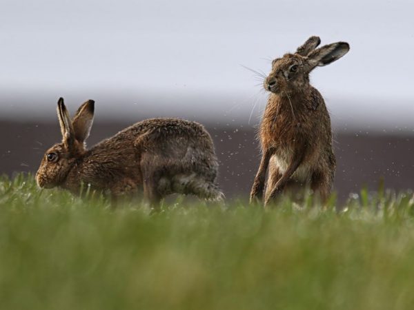 Le refus du lapin de s'accoupler