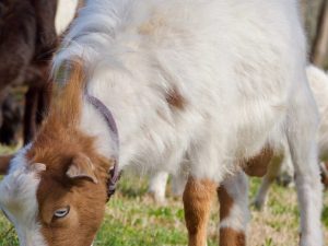 Ang mga kambing ay nahimatay kapag takot