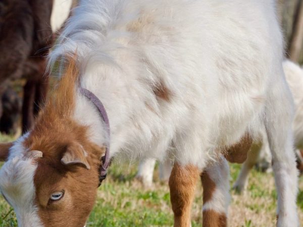 Ang mga kambing ay nahimatay kapag takot