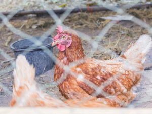 Bakit huminto sa pagtula ang mga manok