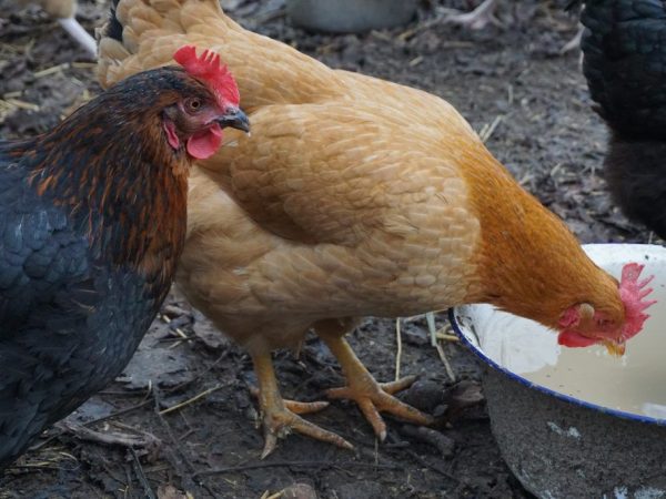 Inuming mangkok para sa mga manok