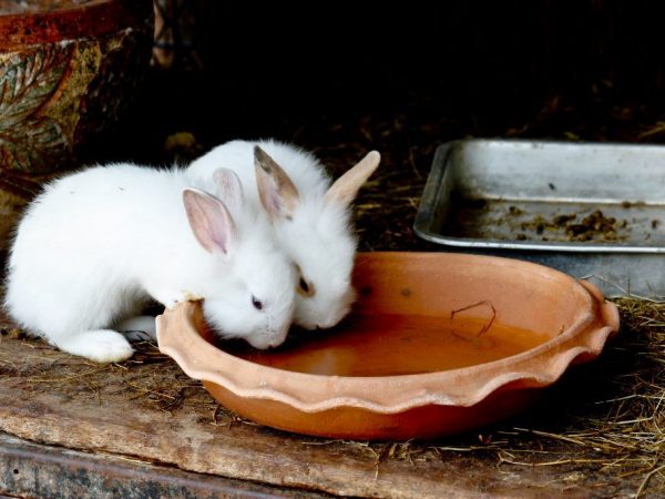 Buveurs de lapin