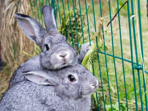 Pag-aanak ng mga rabbits ng lahi ng Poltava Silver