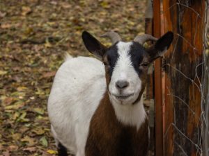 Paggamot ng pagtatae sa isang kambing sa bahay