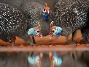 Mga lahi ng fowl Guinea