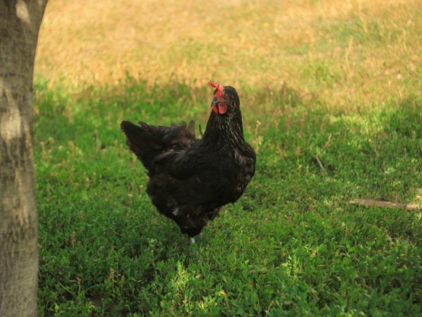 Mga lahi ng itim na manok