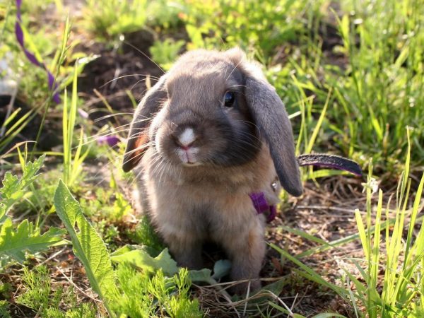 Dutch Fold Rabbit