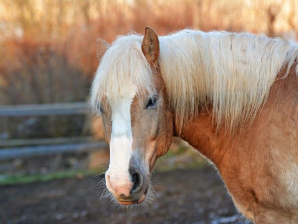 Lahi ng kabayo na si Haflinger