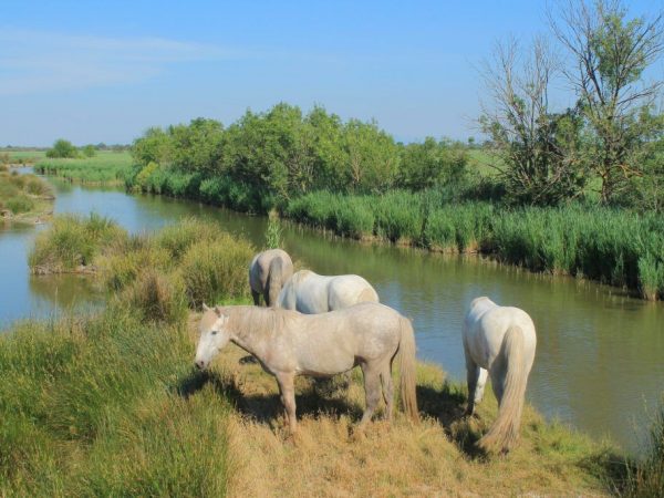 Kabayo ng camargue