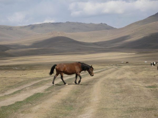 Kabayo ng Kyrgyz