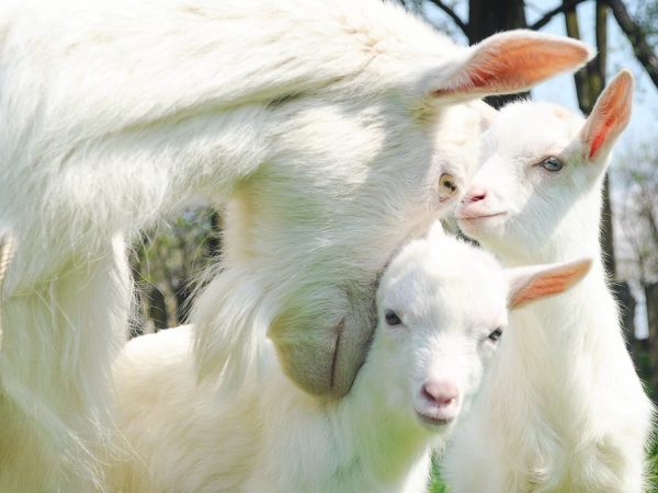 Ang mga bata ay dapat magkaroon ng sapat na gatas