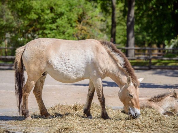 Cheval de Przewalski