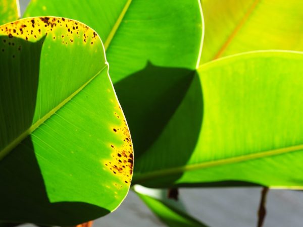 L'air sec est mauvais pour les feuilles