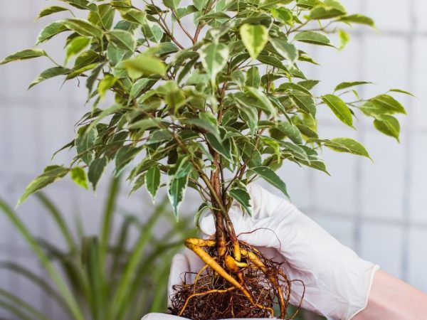 Méthodes de reproduction du ficus Benjamin