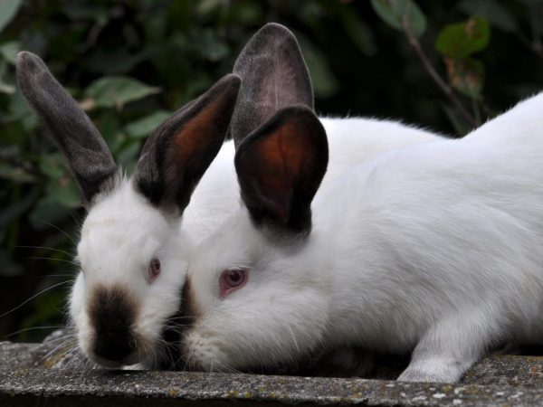 Mélange correct des lapins